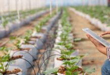 NEC y ClimateAi desarrollan un modelo conceptual para promover la adaptación al cambio climático en la agricultura