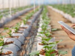 NEC y ClimateAi desarrollan un modelo conceptual para promover la adaptación al cambio climático en la agricultura