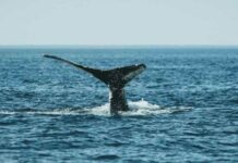 Naciones ratifican el Tratado de Alta Mar dando un paso histórico hacia una mayor protección en aguas internacionales