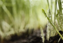 Ñuble apuesta por agricultura sustentable con innovador proyecto “Ambiente Ozono”