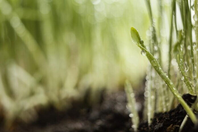 Ñuble apuesta por agricultura sustentable con innovador proyecto “Ambiente Ozono”