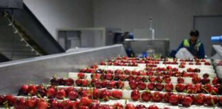 Ovalle espera duplicar su producción de cerezas y abrirse paso en China desde octubre