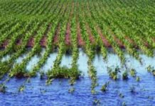 Papa de guarda, el cultivo más golpeado por el clima en 2025