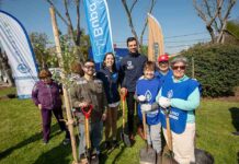 Plan de arborización urbana de Maipú avanza con la plantación de 130 árboles