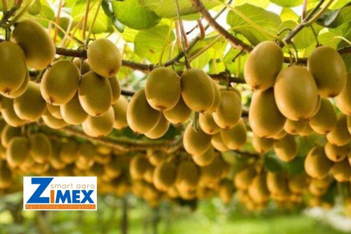 Polinización asistida en kiwis