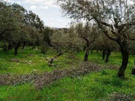Portugal: a la vanguardia de la olivicultura y la elaiotecnia internacional