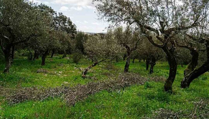 Portugal: a la vanguardia de la olivicultura y la elaiotecnia internacional