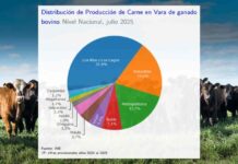 Producción de carne en vara de ganado bovino de la Región del Biobío presentó una disminución interanual de 31,9% en julio de 2025