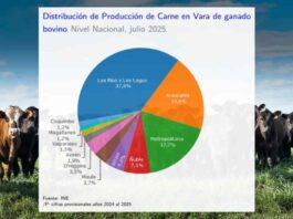 Producción de carne en vara de ganado bovino de la Región del Biobío presentó una disminución interanual de 31,9% en julio de 2025