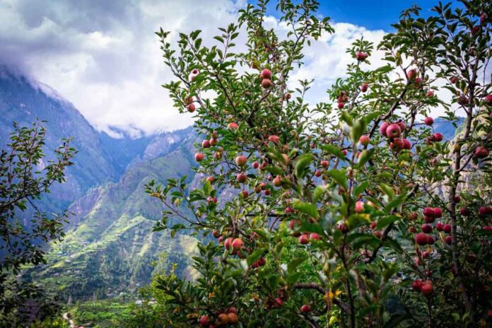 Project InnerSpace anuncia proyecto de almacenamiento en frío geotérmico en India bajo un programa de financiación