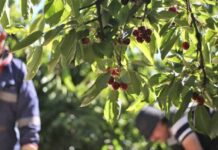 Propuesta de la SNA para regularizar inmigrantes suma apoyos en el agro local Propuesta de la SNA para regularizar inmigrantes suma apoyos en el agro local