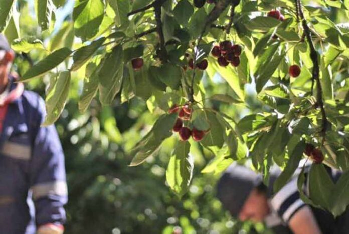 Propuesta de la SNA para regularizar inmigrantes suma apoyos en el agro local
