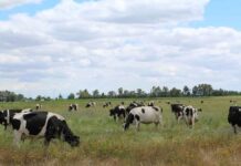 Proyecto de Veterinaria UdeC busca desarrollar un removedor de biopelículas para equipos de ordeño y con ello contribuir a la seguridad alimentaria Proyecto de Veterinaria UdeC busca desarrollar un removedor de biopelículas para equipos de ordeño y con ello contribuir a la seguridad alimentaria