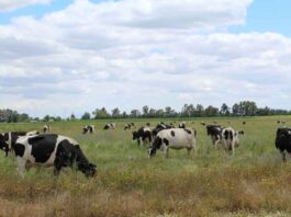 Proyecto de Veterinaria UdeC busca desarrollar un removedor de biopelículas para equipos de ordeño y con ello contribuir a la seguridad alimentaria