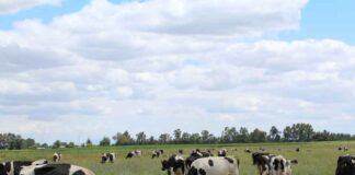 Proyecto de Veterinaria UdeC busca desarrollar un removedor de biopelículas para equipos de ordeño y con ello contribuir a la seguridad alimentaria