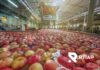 RTIAP lanza "Termometría Lite" para packing de frutas: monitoreo 24/7 con despliegue ágil y costo de entrada reducido, Termometría packing