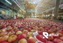RTIAP lanza "Termometría Lite" para packing de frutas: monitoreo 24/7 con despliegue ágil y costo de entrada reducido, Termometría packing