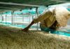 Rainforest Alliance anuncia la Certificación de Agricultura Regenerativa para el café