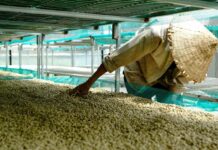 Rainforest Alliance anuncia la Certificación de Agricultura Regenerativa para el café