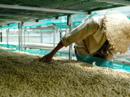 Rainforest Alliance anuncia la Certificación de Agricultura Regenerativa para el café