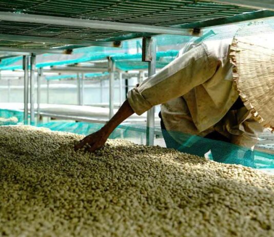 Rainforest Alliance anuncia la Certificación de Agricultura Regenerativa para el café