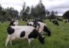 Recepción nacional de leche registra alza de 7,9% durante el primer semestre, con impulso regional