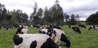 Recepción nacional de leche registra alza de 7,9% durante el primer semestre, con impulso regional