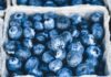 Recubrimientos comestibles para frutas: INIA La Platina publica nueva ficha técnica
