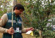 SAG aplica riguroso protocolo de erradicación para resguardar la condición de país libre de Mosca de la Fruta