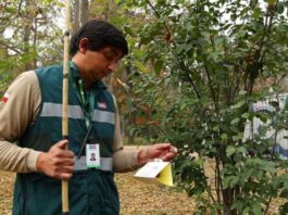 SAG aplica riguroso protocolo de erradicación para resguardar la condición de país libre de Mosca de la Fruta