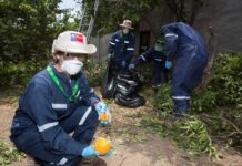 SAG aplica riguroso protocolo de erradicación para resguardar la condición de país libre de Mosca de la Fruta