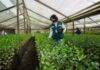 SAG lanza reporte fitosanitario interactivo para cítricos y vides