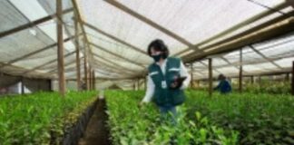 SAG lanza reporte fitosanitario interactivo para cítricos y vides