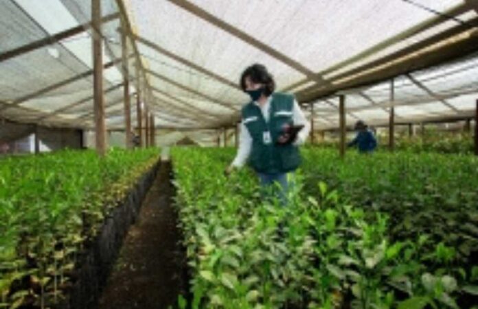 SAG lanza reporte fitosanitario interactivo para cítricos y vides
