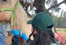 SAG refuerza llamado a prevenir la anemia infecciosa equina en Fiestas Patrias