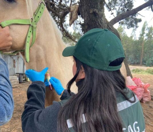 SAG refuerza llamado a prevenir la anemia infecciosa equina en Fiestas Patrias