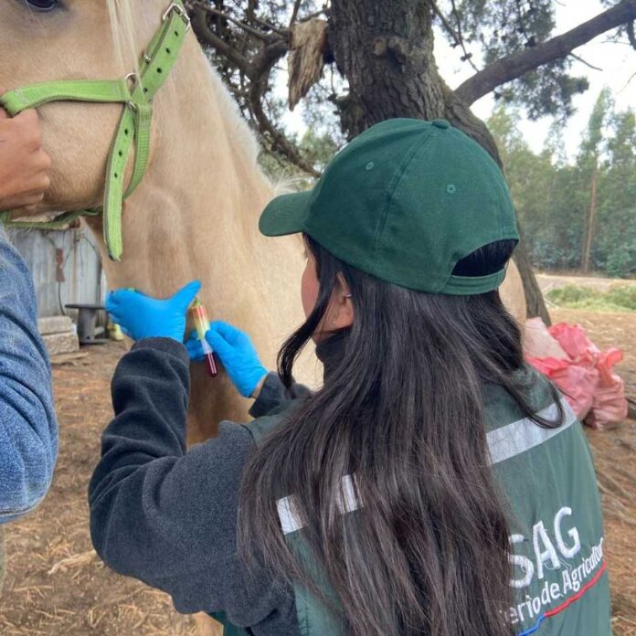 SAG refuerza llamado a prevenir la anemia infecciosa equina en Fiestas Patrias
