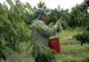 Salarios del agro chileno atraen a inmigrantes bolivianos: "En tres días ganan lo de un mes", afirma la SNA
