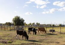 Suplemento creado en la Udec logra mejorar la eficiencia reproductiva de bovinos