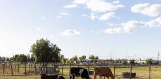 Suplemento creado en la Udec logra mejorar la eficiencia reproductiva de bovinos