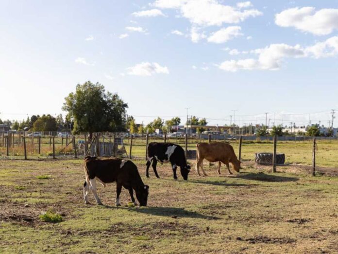 Suplemento creado en la Udec logra mejorar la eficiencia reproductiva de bovinos