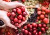 Temporada de cerezas en Chile proyecta generar hasta 600 mil empleos temporales