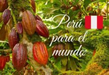 Tres cacaos peruanos se ubicaron entre los 50 mejores cacaos del mundo