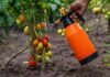 Un compuesto permite a los tomates y otros cultivos resistir la sequía