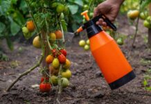 Un compuesto permite a los tomates y otros cultivos resistir la sequía