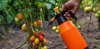 Un compuesto permite a los tomates y otros cultivos resistir la sequía