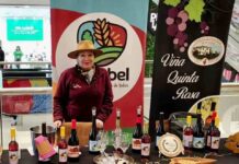 Viñateros del Biobío invitan a vivir Fiestas Patrias con degustaciones y tours por sus viñedos