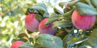 Desarrollan modelo de selección genómica con capacidad predictiva de hasta 90% para el mejoramiento varietal de la ciruela japonesa