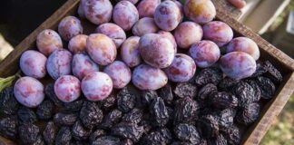 Ciruela chilena: Se da inicio a periodo de Auditorías y Certificación del Estándar de Sustentabilidad