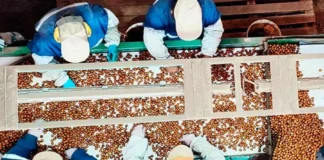 Alza mundial de precios mejora las perspectivas para el avellano europeo en Ñuble